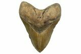Serrated, Fossil Megalodon Tooth - North Carolina #328443-1